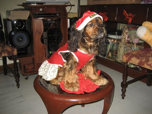 SAYURI ES UNA BELLA MASCOTA,ENGREIDA ,BUENA AMOROSA , Y BONITA. SAYURI ES UNA BELLA MASCOTA,ENGREIDA ,BUENA AMOROSA , Y BONITA.