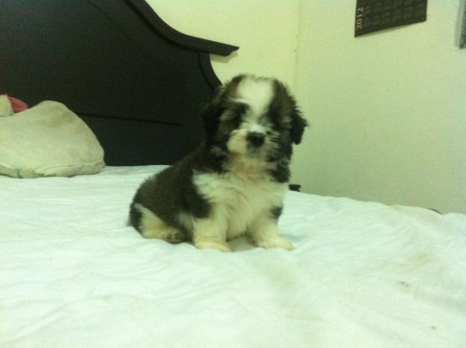 SCRAPPY SHIH TZU MACHO SCRAPPY SHIH TZU MACHO