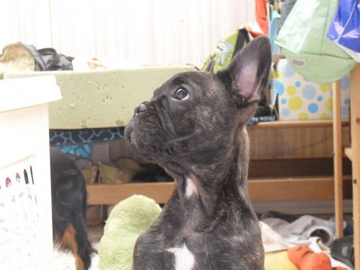 bulldog frances bulldog frances