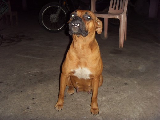 Mi Nayla Mi Nayla