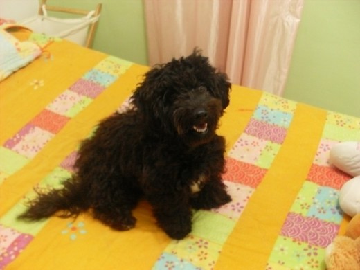 Puppy disfruta montandose en las camas y posando para las fotos