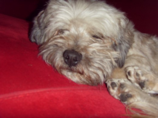 Cieguito Durmiendo Cieguito Durmiendo