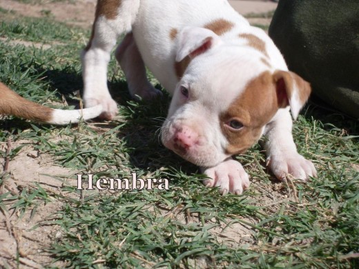 Esta pequeñita de 2 meses esta en venta.. quién me ayuda a difundir esto.. es que hasta ahora no le eh hayado un buen dueño. Es hija de Domo. Saludos Esta pequeñita de 2 meses esta en venta.. quién me ayuda a difundir esto.. es que hasta ahora no le eh hayado un buen dueño. Es hija de Domo. Saludos