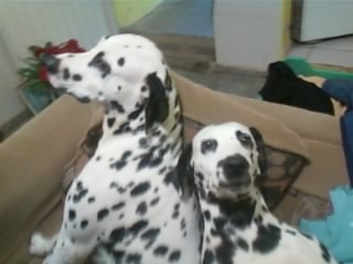 MIS DOS DALMATAS DUKE Y CHISPA MIS DOS DALMATAS DUKE Y CHISPA