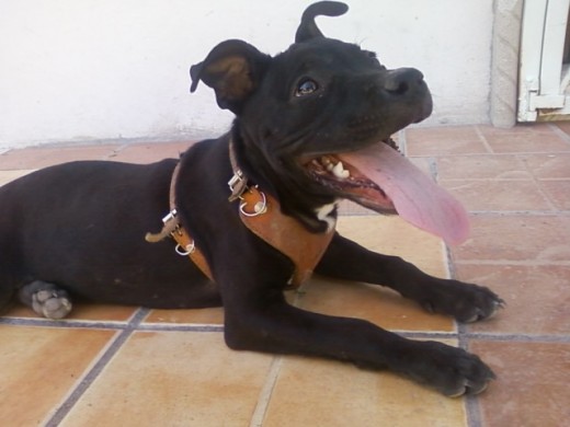 kandy en esta foto tenia 6 meses kandy en esta foto tenia 6 meses