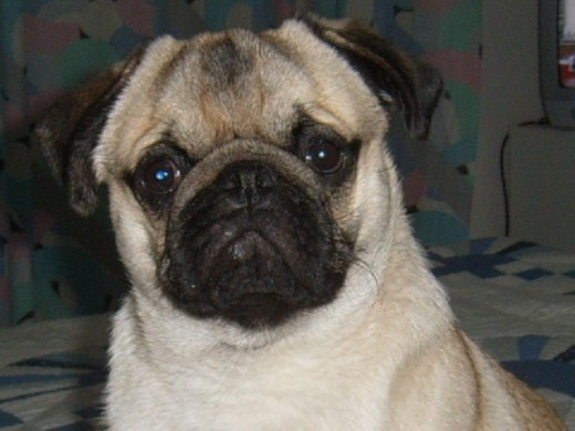 ES UN TESORO,EL MEJOR PERRO QUE HE TENIDO SIN DUDA ES UN TESORO,EL MEJOR PERRO QUE HE TENIDO SIN DUDA