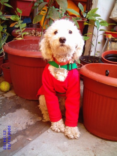 Me encanta tomarme fotos y cambiarme de ropa, el jardin es mi espacio ya que tego mi rincon donde hago mis necesidades ya que soy muy educado y aviso. Tambien soy muy habiloso 