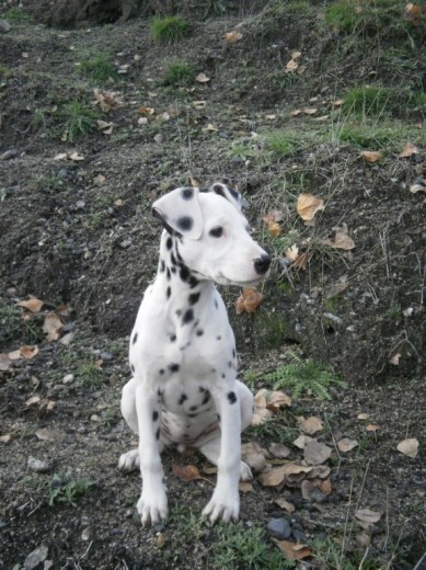 Con tres meses en uno de los paseso por el campo. Con tres meses en uno de los paseso por el campo.