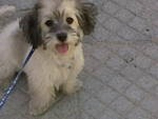 Es un perro precioso, cariñoso y muy muy bueno Es un perro precioso, cariñoso y muy muy bueno