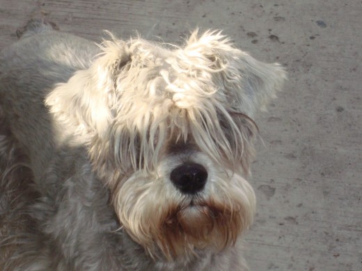 Esta foto es en la cochera de la casa, se encontraba junto con su cachorro jugando con las pelotas que les tengo.
Ha sido madre de 11 cachorros, todos vivos, en dos camadas, una de 5 la primer camada y otra de 6 