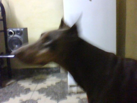 el es rambitoo nose vee bien peroo es mi favoritoo como lo kierooo