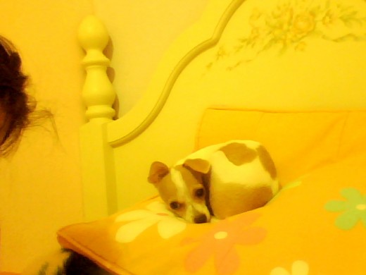 Unn nuevo miembro dde la familia!! mi hermano y de la tikky Unn nuevo miembro dde la familia!! mi hermano y de la tikky