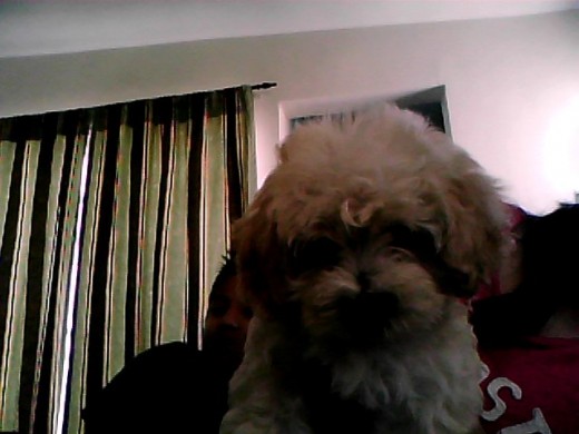 este es odii mi lindo perrito es tanjugeton aun que se cree pittbull :$ este es odii mi lindo perrito es tanjugeton aun que se cree pittbull :$
