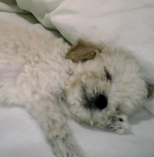 mi akiles dormiendo con dos meses y emdio de edad. mi akiles dormiendo con dos meses y emdio de edad.