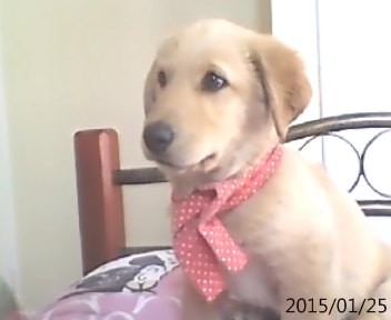 es super tierna ycariñosa con todos es super tierna ycariñosa con todos