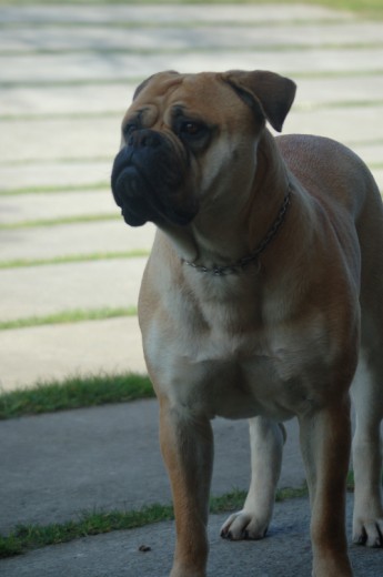 Sombra, (Abigail de la Metusa), propiedad de La corolla Bullmastiffs (www.lacorolla.com.es)