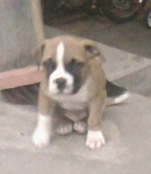 Spike Un American Bully Ecuatoriano