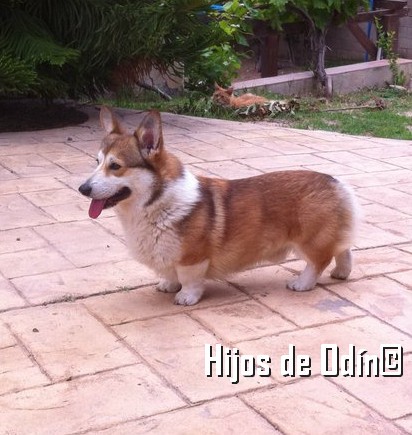 Mi Spok es todo corazón, no he visto un perro con mejor carácter que él, es de la raza welsh corgi pembroke, viene desde estados unidos donde por desgracia tienen costumbre en amputarles la cola a los pocos días de nacer. Mi Spok es todo corazón, no he visto un perro con mejor carácter que él, es de la raza welsh corgi pembroke, viene desde estados unidos donde por desgracia tienen costumbre en amputarles la cola a los pocos días de nacer.