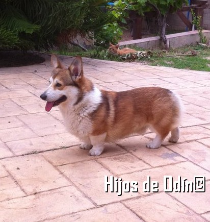 Mi Spok es todo corazón, no he visto un perro con mejor carácter que él, es de la raza welsh corgi pembroke, viene desde estados unidos donde por desgracia tienen costumbre en amputarles la cola a los pocos días de nacer.