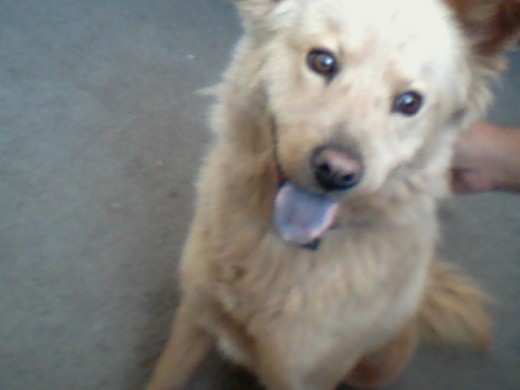 BUSCA PERRITO NUNKA A SIDO MAMA ES COLOR CLARA ,MEDIANA Y DE LENGUA NEGRA AZULADA KIEN KIERA CRUZAR SU PERRITO MACHO KON ELLA FAVOR DE MANDARLOS UN MENSAJE DE PREFERENCIA QUE VIVA CERFCA DEL FRACCIONAMIENTO URBI VILLAS DELPRADO 2SECCION EN TIJUANA ES UNA PERRITA MUY LINDA
BUSCA PERRITO NUNKA A SIDO MAMA ES COLOR CLARA ,MEDIANA Y DE LENGUA NEGRA AZULADA KIEN KIERA CRUZAR SU PERRITO MACHO KON ELLA FAVOR DE MANDARLOS UN MENSAJE DE PREFERENCIA QUE VIVA CERFCA DEL FRACCIONAMIENTO URBI VILLAS DELPRADO 2SECCION EN TIJUANA ES UNA PERRITA MUY LINDA