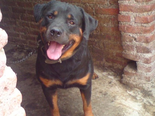 MI Bello chikoko todo un semental