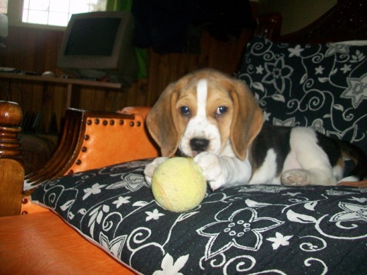 MI CACHORRO A LOS 2 MESES