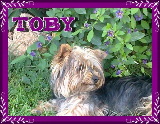 Ficha de Toby (Un perro de merce32) | Perros.com