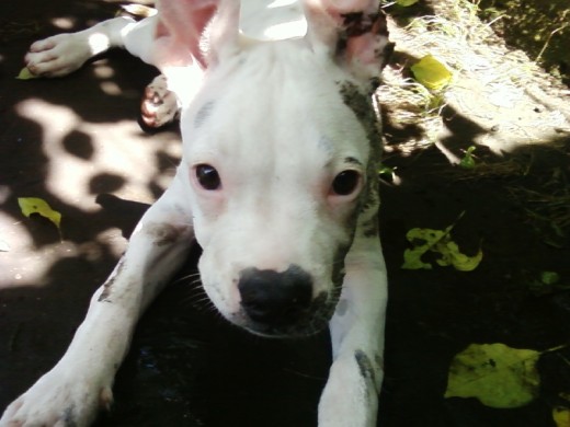AQUÍ ESTA MI CACHORRA EN DIFERENTES ETAPAS DE SU VIDA AUNQUE NECESITO LAS DE HACE MAS DE 3 MESES (LA EXTRAÑO) YA QUE MI CÁMARA SE DAÑO Y SINCERAMENTE TIENE 3 MESES QUE NO VEO A MI BB Y ESO ME DUELE MUCHO, ES MUY INTELIGENTE Y SOBRE TODO AMOROSA Y FIEL CONMIGO AMO A ESTA CACHORRA