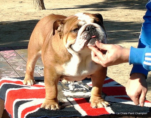 Tazz (La Chata Paint Champion, hijo de Blood Blue Boy el mejor perro de españa en 05 y 06)