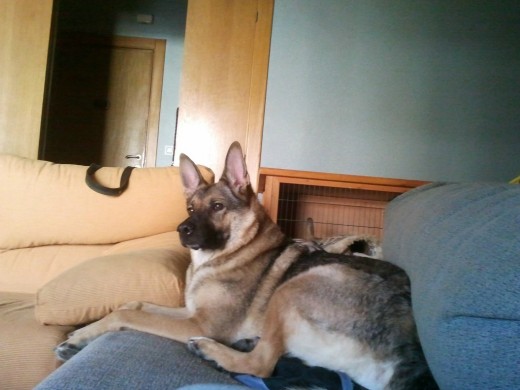 Tuba en el sofa Tuba en el sofa