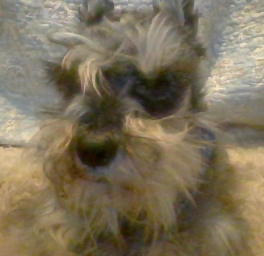 mi perrito clavito!!1 mi perrito clavito!!1