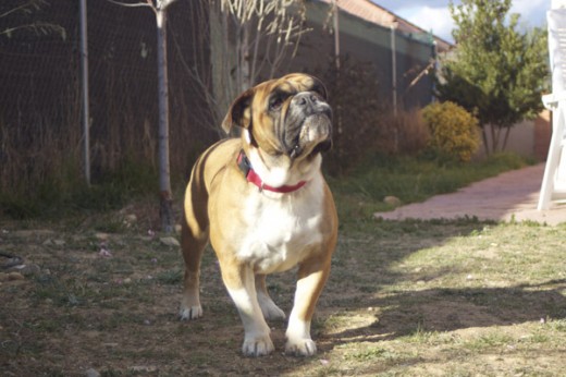 Raggea es un Bulldog Continental