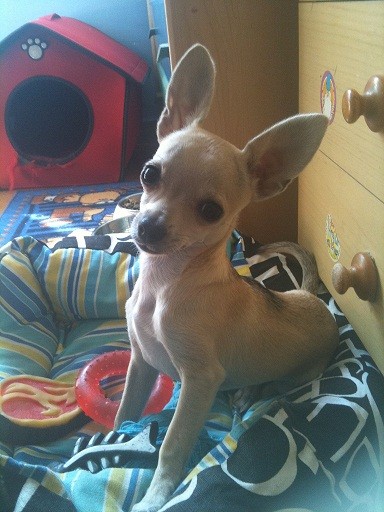 Whisky posando. Whisky posando.