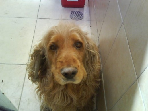 Mi Willy greñudito! jejeje tiene 13 años.
Este niño ya tiene muchos años conmigo! Es muy jugueton y escandaloso a ratos, pero ahora pasa mas tiempo durmiendo. Es muy noble, tierno y sociable, le gusta convivir con la gente y con mas perros. :) Mi Willy greñudito! jejeje tiene 13 años.
Este niño ya tiene muchos años conmigo! Es muy jugueton y escandaloso a ratos, pero ahora pasa mas tiempo durmiendo. Es muy noble, tierno y sociable, le gusta convivir con la gente y con mas perros. :)