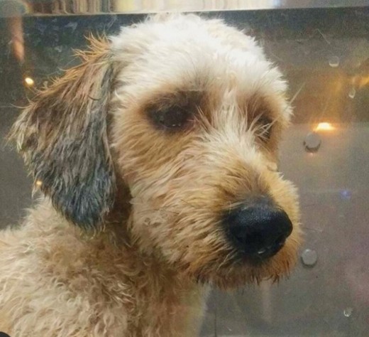 Hola. Soy Xulo.
Soy un perro mediano con un caracter diferente en busca de un compañero que me tenga paciencia
Tengo 3 años y peso 12 kgs Hola. Soy Xulo.
Soy un perro mediano con un caracter diferente en busca de un compañero que me tenga paciencia
Tengo 3 años y peso 12 kgs