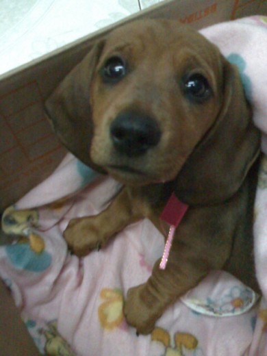 Kasey a los 2 meses!! Kasey a los 2 meses!!