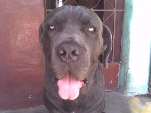 zeus cuando tenia 4 años zeus cuando tenia 4 años