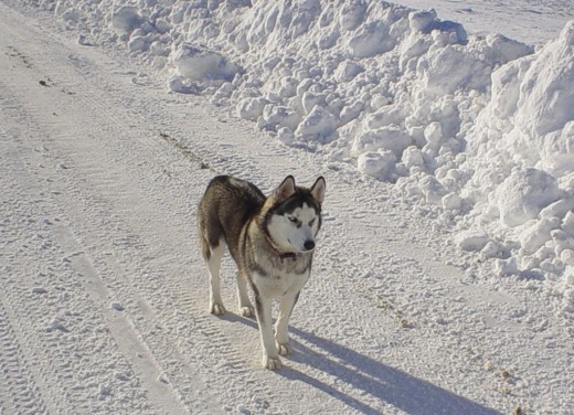 Hembra tranquila y sumisa, corre de team dog.