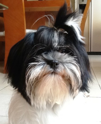 Mi hermosa Zuki