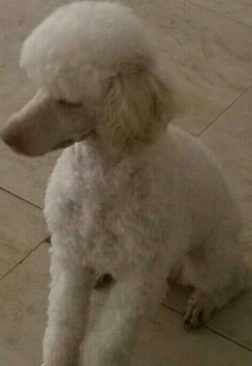 Perra blanca raza poodle de 4 años 