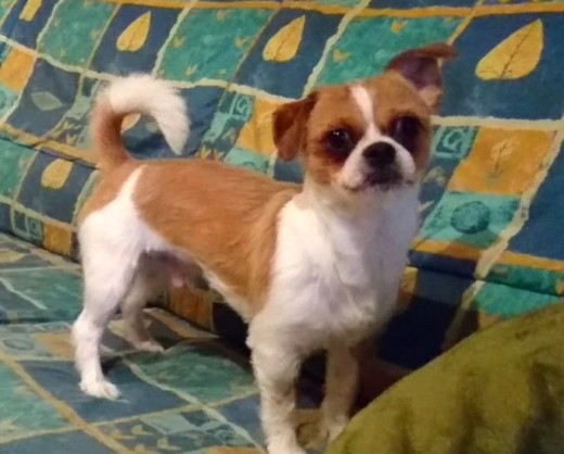 Mestizo de mamá chihuahua con otro de raza pequeña.
Es obediente, super listo! Muy empático y le encanta estar a mi lado... Mestizo de mamá chihuahua con otro de raza pequeña.
Es obediente, super listo! Muy empático y le encanta estar a mi lado...
