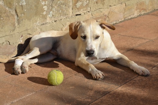 Cuzco pertenece a la protectora de animales de Puertollano. La supervivencia para los cachorros se hace muy difícil allí. Tiene 7 meses, es mestizo aunque los rasgos más claros son los de labrador. Busca familia que le dé cariño urgentemente.