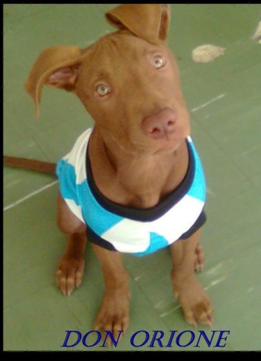 es un american pitbull terrier puro tengo que hacerle los papeles de pedigree. es un american pitbull terrier puro tengo que hacerle los papeles de pedigree.