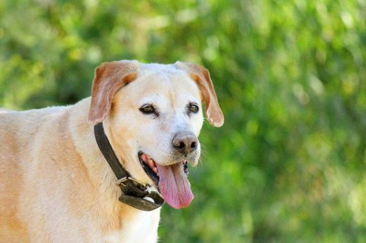 Cruce de labrador. Esterilizada. Llegó a nuestro refugio en 2003 embarazada. Sus cachorros nacieron sanos y todos fueron adoptados. Ella sigue en nuestro refugio esperando tener esa suerte también. Es muy juguetona y nerviosa, y aunque se lleva bien con todos los demás perros, con algunas hembras puede ser dominante. Le gusta mucho coger palos y jugar ella sola, los tira al aire, los vuelve a coger y en verano hasta caza mariposas. Necesita un hogar donde pueda jubilarse, después de todos estos años viviendo en el refugio.