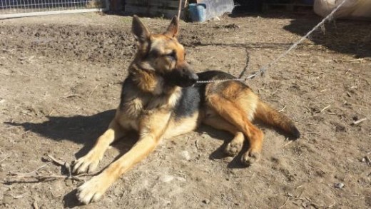 Leishmania en tratamiento, alergia al olivo. Fue encontrado vagando por un pueblo de granada. Lo rescatamos y ahora esta en el refugio esperando encontrar su hogar. Es un perro que se pone nervioso con facilidad, necesita gastar mucha energía y ejercicio. Pero cuando está con personas es un trozo de pan. Muy tranquilo y buscando siempre mimos. Siempre anda a tu lado sin separarse de ti, con otros perros se lleva bien. Está en una residencia ya que en el refugio tenía mucho estrés y alergias. Ahora parece un perro nuevo, está mucho más gordito y sano. Sale con muchos perros y le encanta dar paseos. Siempre alerta de dónde está su cuidador y puede pasear suelto sin problemas.