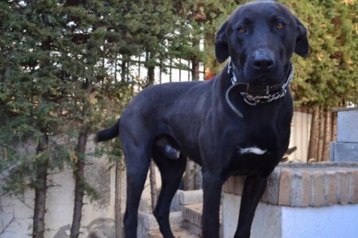 Una persona lo encontró cuando solo era un cachorrito junto con su hermano. Los recogió y consiguió buscarle un hogar a uno de ellos pero él sigue necesitado un hogar. Ahora mismo lo tiene en su casa de acogida pero tiene cuatro perros más y no puede darle la atención y el desgaste que necesita. Es un perro grande y lo ideal sería que estuviera en una casa con gran patio, con una familia que le de muchos paseos y haga actividades con él. Es un perro con mucha energía y que necesita mucho ejercicio. Es muy bueno con las personas pero al haber sido abandonado al poco de nacer es algo asustadizo y puede mostrarse alterado con perros que no conoce. Pero con tiempo y paciencia se puede integrar y adaptar. Una persona lo encontró cuando solo era un cachorrito junto con su hermano. Los recogió y consiguió buscarle un hogar a uno de ellos pero él sigue necesitado un hogar. Ahora mismo lo tiene en su casa de acogida pero tiene cuatro perros más y no puede darle la atención y el desgaste que necesita. Es un perro grande y lo ideal sería que estuviera en una casa con gran patio, con una familia que le de muchos paseos y haga actividades con él. Es un perro con mucha energía y que necesita mucho ejercicio. Es muy bueno con las personas pero al haber sido abandonado al poco de nacer es algo asustadizo y puede mostrarse alterado con perros que no conoce. Pero con tiempo y paciencia se puede integrar y adaptar.