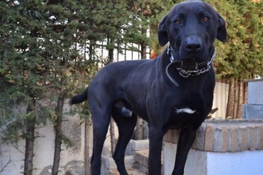 Una persona lo encontró cuando solo era un cachorrito junto con su hermano. Los recogió y consiguió buscarle un hogar a uno de ellos pero él sigue necesitado un hogar. Ahora mismo lo tiene en su casa de acogida pero tiene cuatro perros más y no puede darle la atención y el desgaste que necesita. Es un perro grande y lo ideal sería que estuviera en una casa con gran patio, con una familia que le de muchos paseos y haga actividades con él. Es un perro con mucha energía y que necesita mucho ejercicio. Es muy bueno con las personas pero al haber sido abandonado al poco de nacer es algo asustadizo y puede mostrarse alterado con perros que no conoce. Pero con tiempo y paciencia se puede integrar y adaptar. 