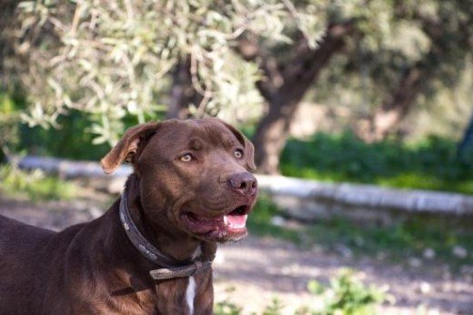 Cruce de pitbull. Ha sido recientemente abandonado en nuestro refugio con una manta, agua y comida. Es un cachorrón todavía, sociable y juguetón. No tiene ningún problema con los otros perros y le encanta jugar con ellos, y también con las personas, es muy cariñoso.