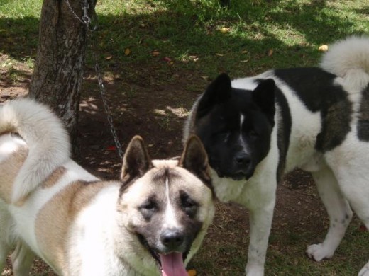 Mi perra (negro con blanco) junto a otro akita americano