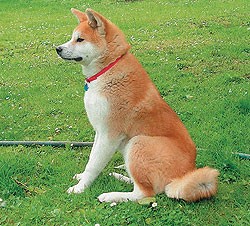 esta en mi patio una cosa mas....
estte perro mi papa me lo trajo de japon
y por eso lo llame hachiko como el
akita hachiko el perro fiel